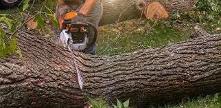 Best Tree Trimming and Pruning  in Lynchburg, TN